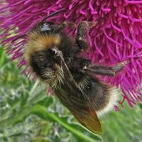 Bee On Musk Thistle