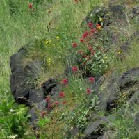 Red Valerian, Boars Well