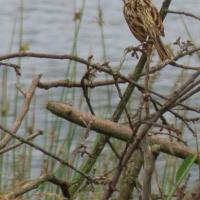 Reed Bunting 