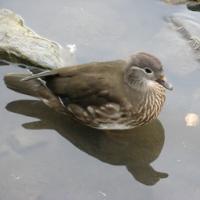 Female Mandarin Duck