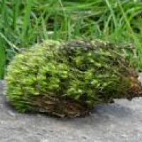 Moss hedgehog