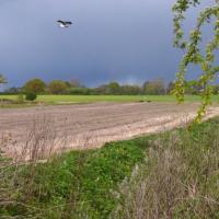 Lapwing Over Field