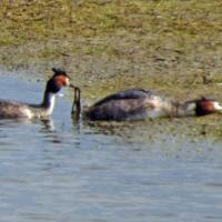 Great Crested Grebes Courtship