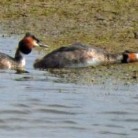 Great Crested Grebes Courtship