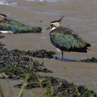 A Pair Of Lapwing