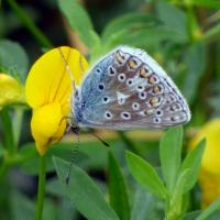 Common Blue Underwing