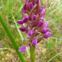 Heath Fragrant Orchid