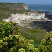 Flamborough with Alexanders in the Foreground