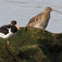 Oystercatcher And Curlew