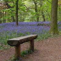 Bench and Bluebells