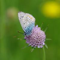 Common blue on field scabious
