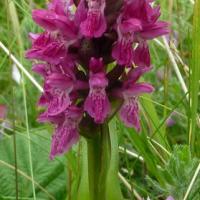 Early Marsh Orchid (Coccinea var.)