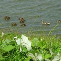 Gadwall With Chicks