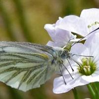 Scar Close 2nd June 09, green veined white