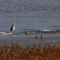 Heron on the Shore