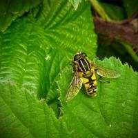 Brindled Hoverfly