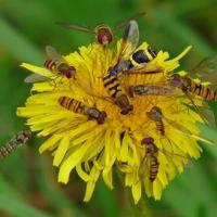 Hoverfly World