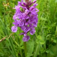 Hybrid Common Spotted And Northern Marsh Orchid