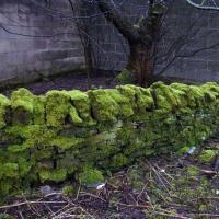 Moss Covered Wall