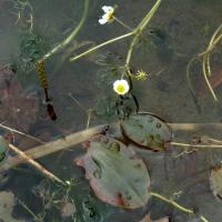 Pondweed With Flower