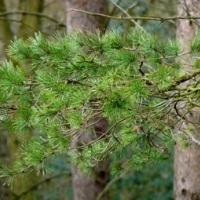 Scots Pine Branch