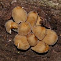 Stump Puffball Fungi