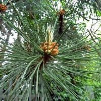 Male Flower, Scots Pine, 9th June
