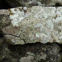 Many Crustose Lichens