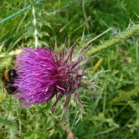 Musk Thistle With Bee