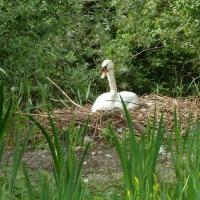 Nesting Swan, 26th May (Ben Rhydding)