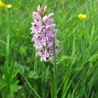 Common Spotted Orchid, 22nd June