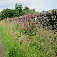 Foxgloves By Dry Stone Wall, 22nd June