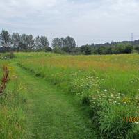New Meadow, 11th August