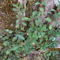 Pellitory-of-the-wall, 26th May