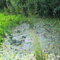 Pond With Water Plantain, 11th August