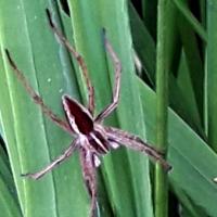 Raft Spider, 20th May