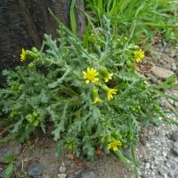 The Rayed Form Of Groundsel, Goit Stock, 26th April 2022