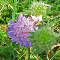 Scabious Fruit and Flower, 11th August