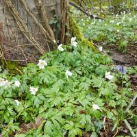a mass of wood anemones and a bluebell on the woodland floor around a tree trunk 