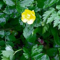 Close up of goldilocks buttercup flower and leaves