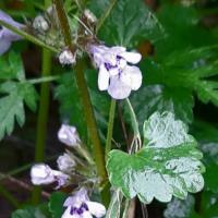 close up of ground ivy leaves and flowers