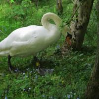 Swan Crossing Path, 19th May