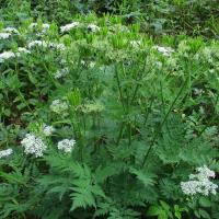 Sweet Cicely, 9th June