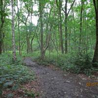 The Woodland, 6th July