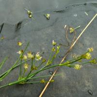 Toad Rush, 18th August