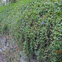 Trailing Periwinkle, 31st March