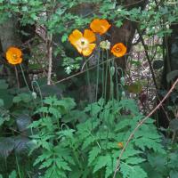 Welsh Poppy, 12th May