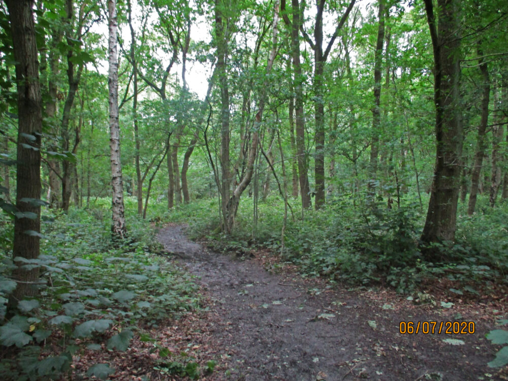 The Woodland, 6th July