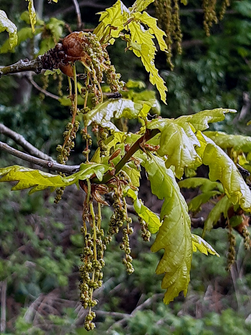 Young Oak Leaves and Oak Flowers, Middleton Woods, 2nd May 2023