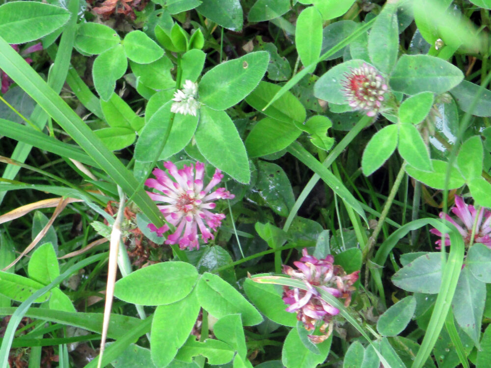 Zigzag Clover, 23rd July